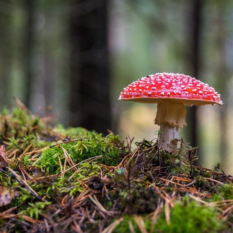Shrooms Online in Canada | Shroom Delivery Toronto Canada