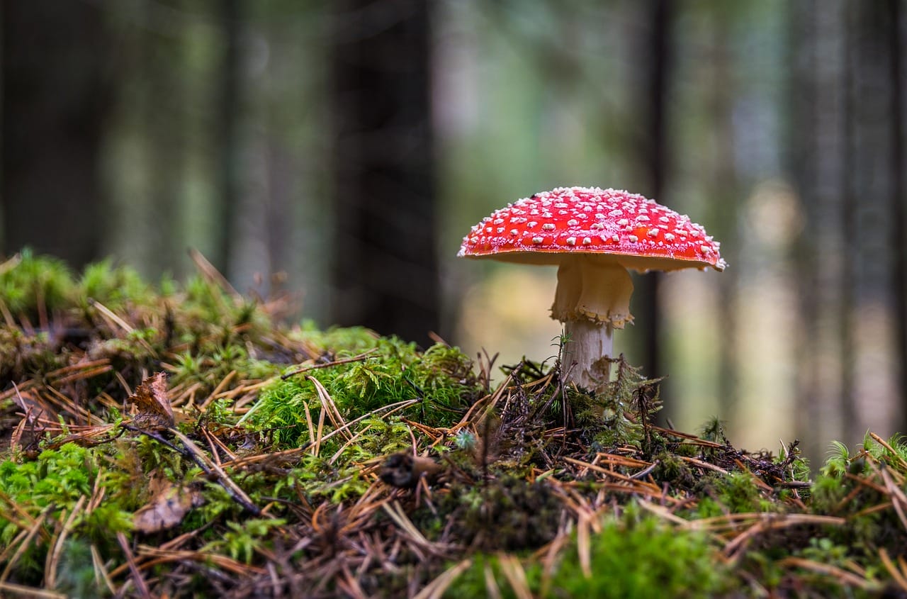 The Importance of Psilocybin in Canada’s Healthcare System