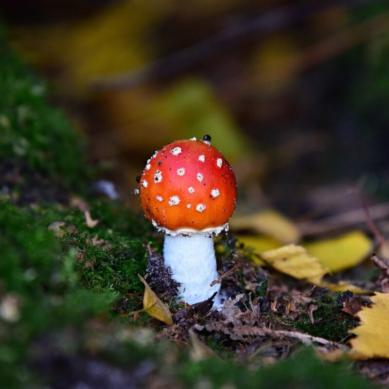 buy LSD online in Canada | Shroom Delivery Toronto Canada