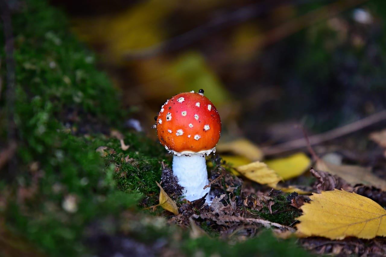 Can LSD Induce Happiness? Perspectives from Experts