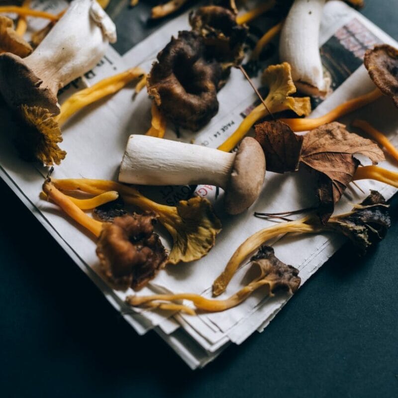 Mushroom chocolate at Zoomies Canada | Shroom Delivery Toronto Canada