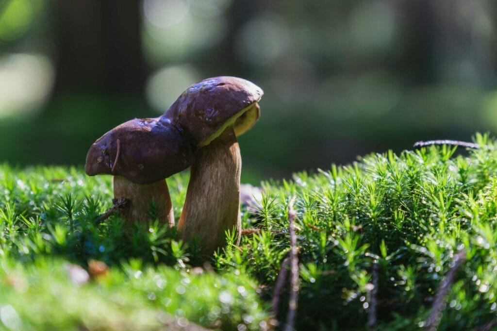 Is Penis Envy Mushroom the Holy Grail of Psychedelics? penis envy mushroom