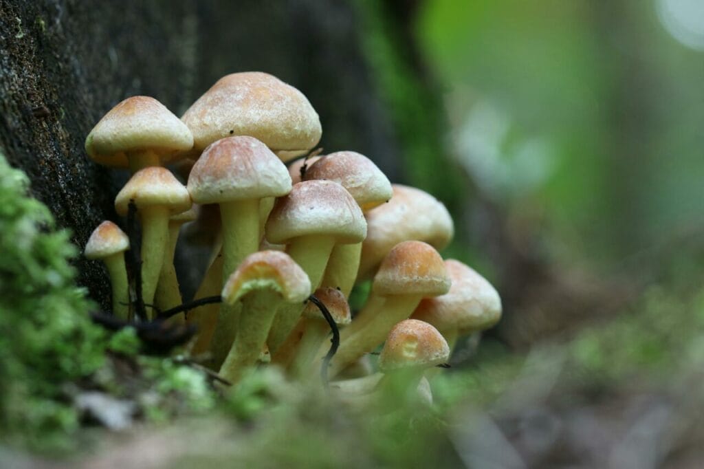 Take Care of Your Dosage When Consuming Penis Envy Mushrooms Is Penis Envy Mushroom the Holy Grail of Psychedelics?