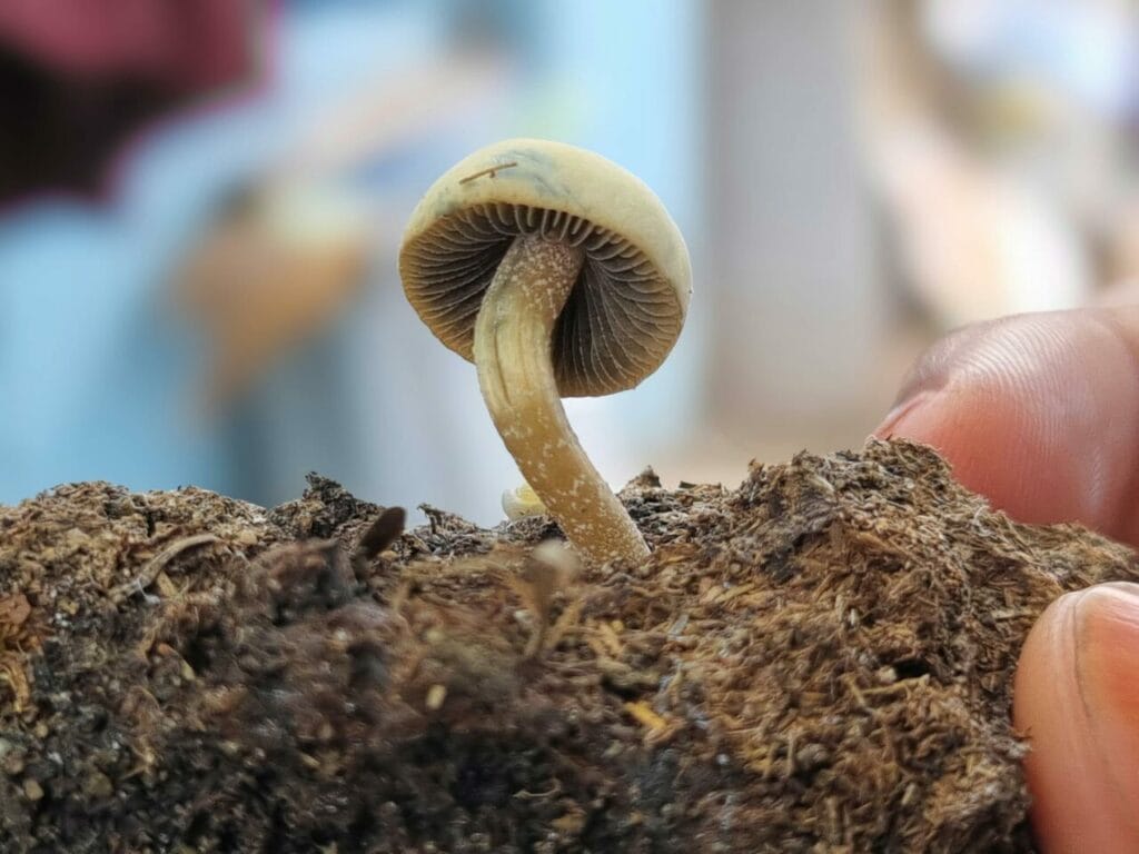 Athletes Embrace Psychedelics for Healing Following Significant Injuries Magic Mushroom Dispensary