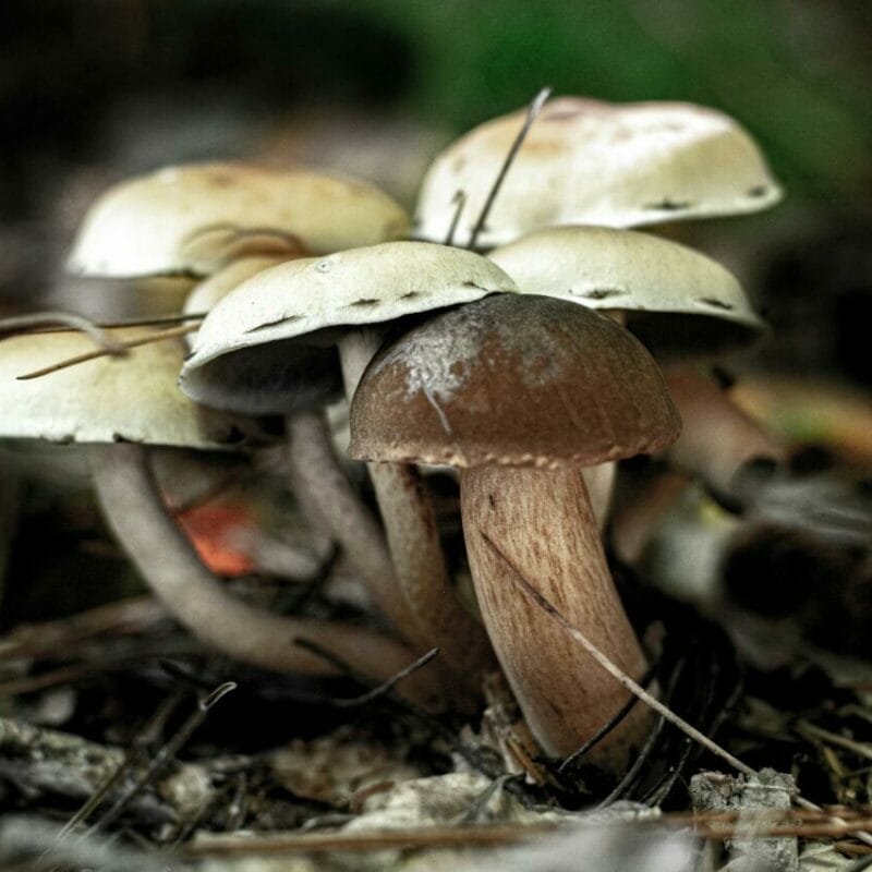 psilocybin mushroom | Shroom Delivery Toronto Canada