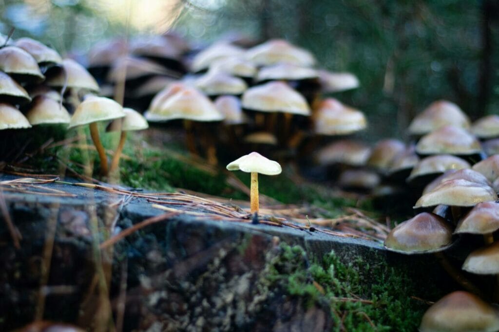 Buy Psychedelics Online Canada