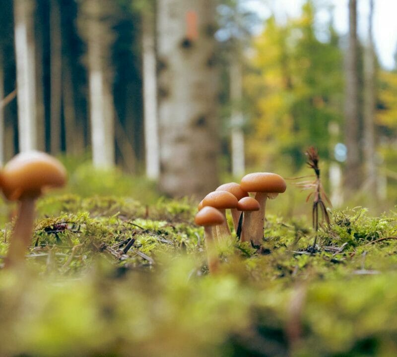 Magic Mushroom Dispensary | Shroom Delivery Toronto Canada