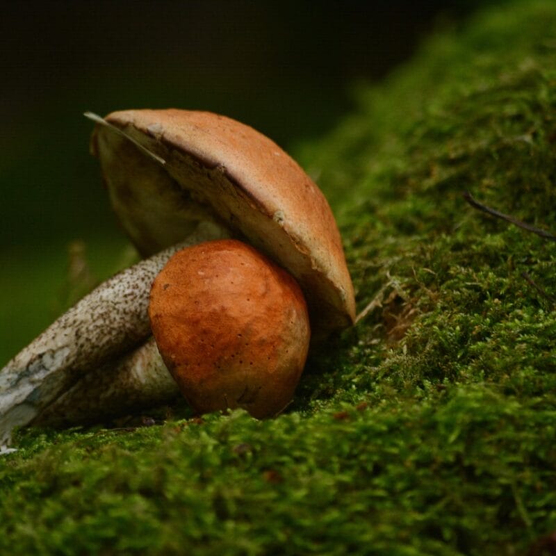 Mushroom Dispensary Vancouver | Shroom Delivery Toronto Canada