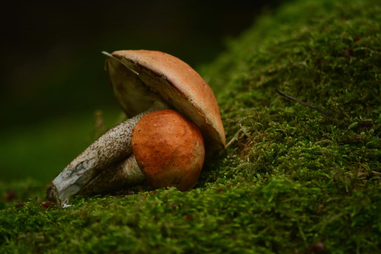 Vancouver Mushroom Dispensary: Five Fresh Mushroom Strains Worth Exploring