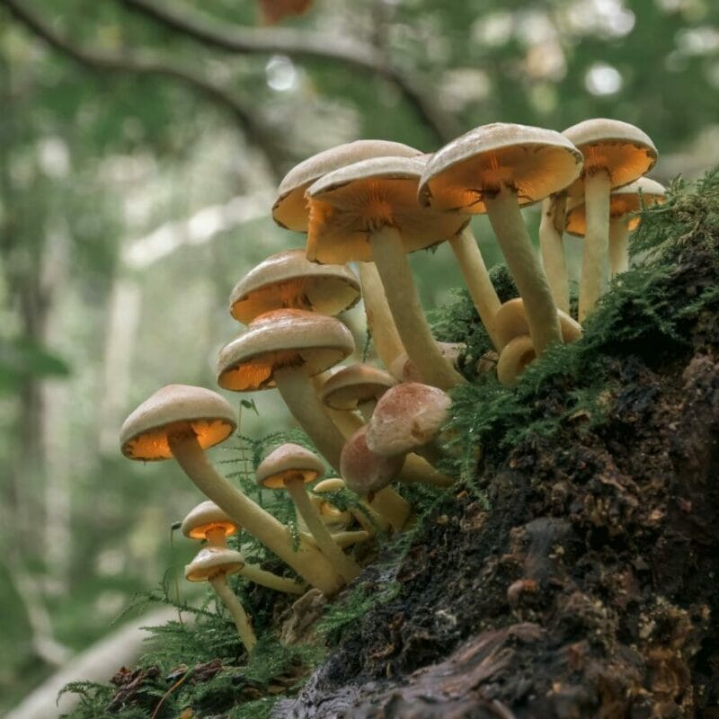 Shrooms online | Shroom Delivery Toronto Canada