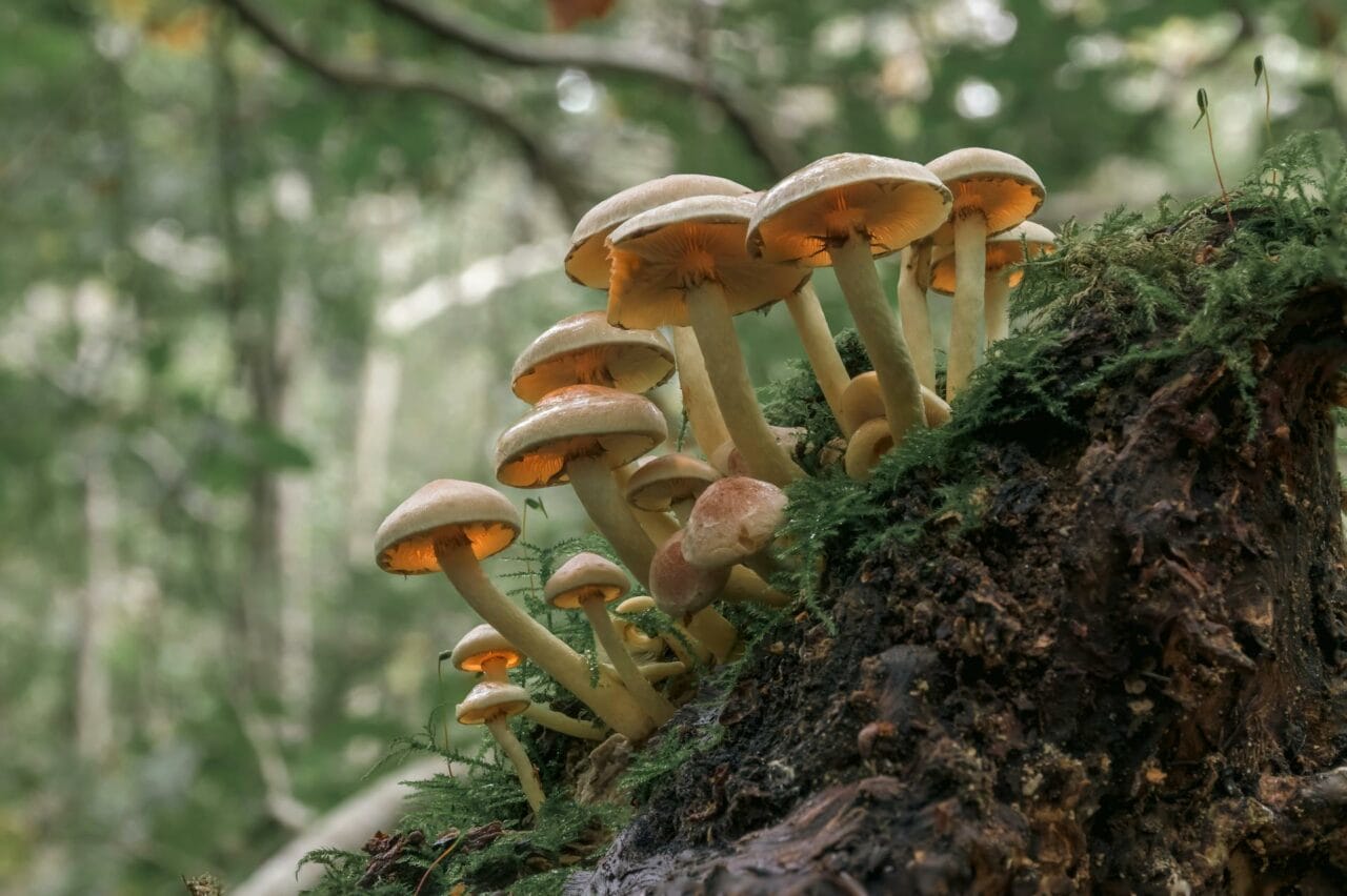 The active component in Magic Mushrooms, Psilocybin, enhances sexual performance and satisfaction.
