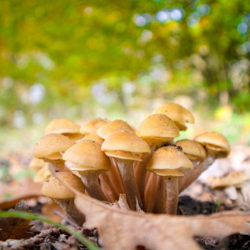 Shrooms Canada | Shroom Delivery Toronto Canada