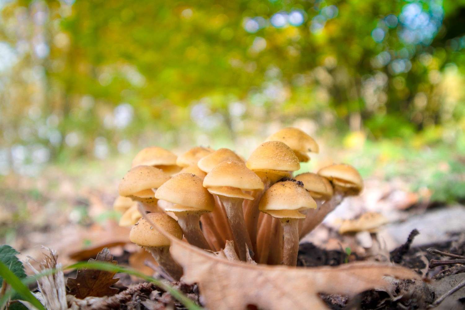 The Global Phenomenon of Microdosing – Psilocybin Mushrooms Expanding Beyond Canada