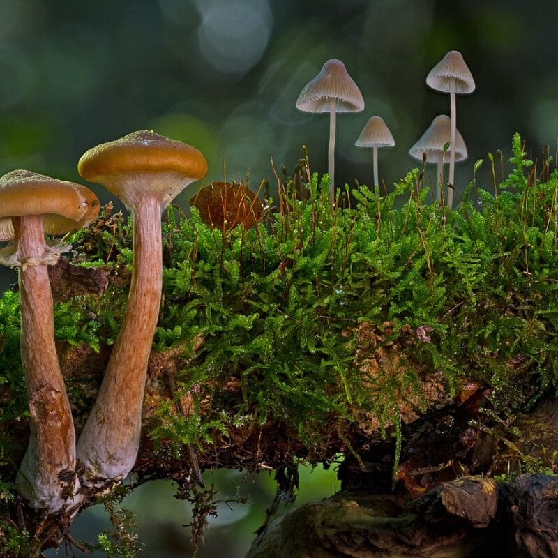 magic mushroom in Canada | Shroom Delivery Toronto Canada