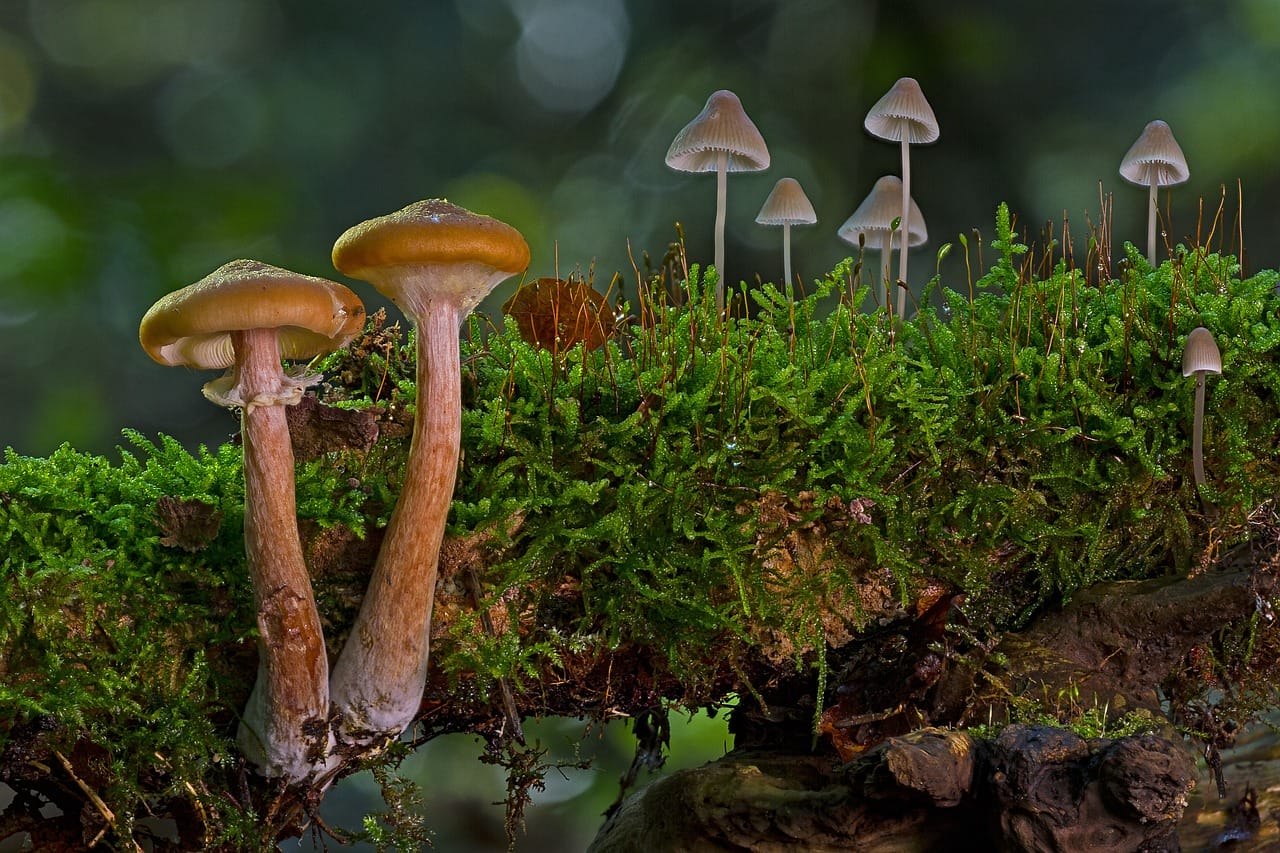 A Majority of Canadians, 80%, Favour the Use of Magic Mushrooms for Existential Crisis