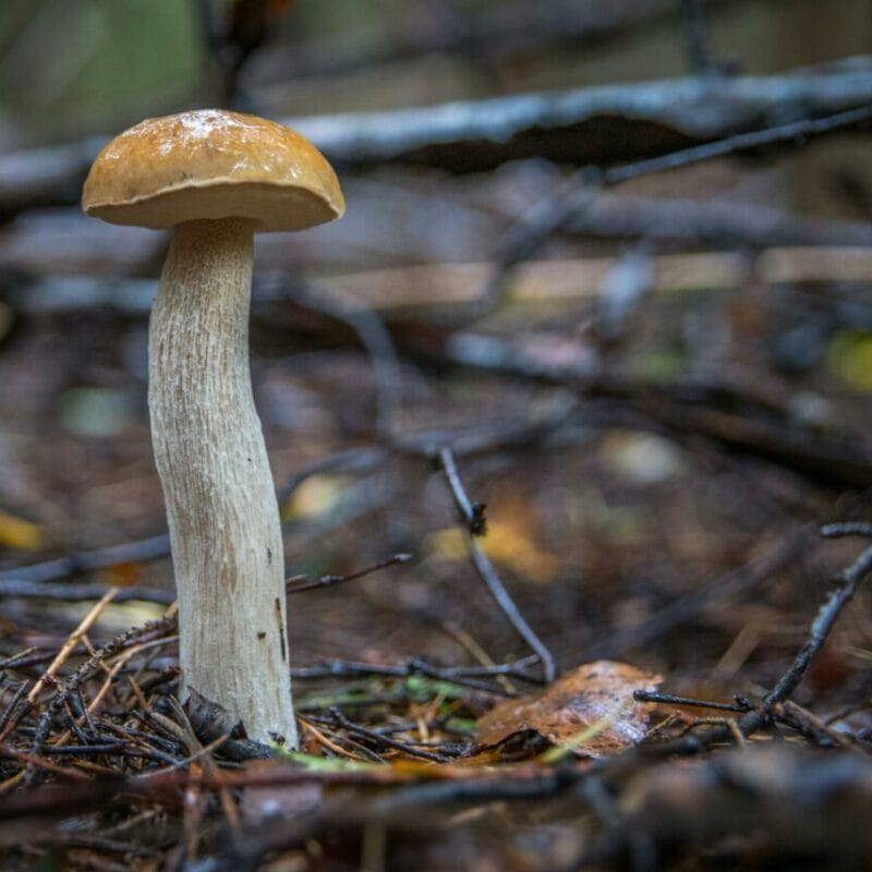 Shrooms online | Shroom Delivery Toronto Canada