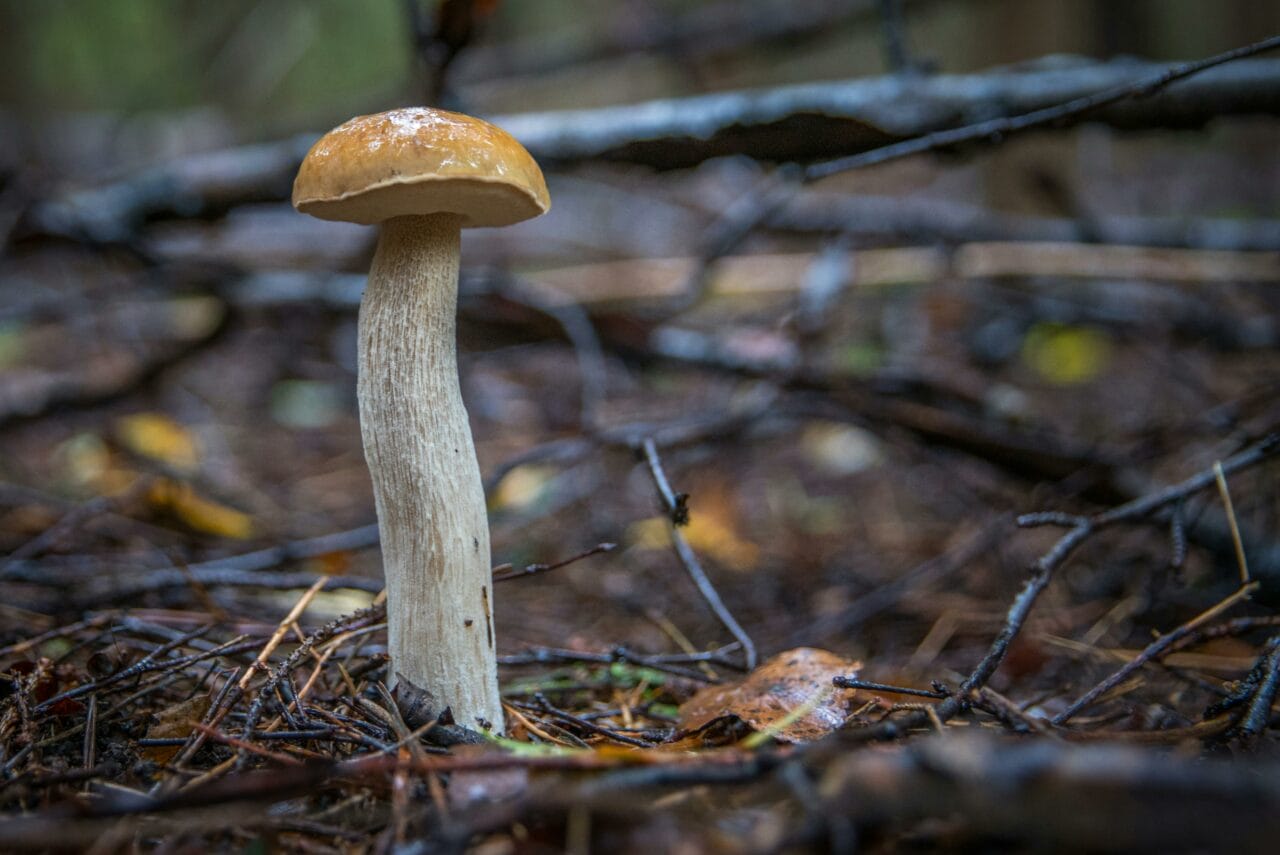 Recent Studies on Psychedelic Mushrooms Indicate Prolonged Brain Changes Could Enhance Mental Well-being