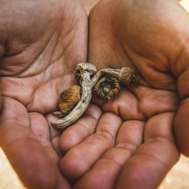 dried shrooms | Shroom Delivery Toronto Canada