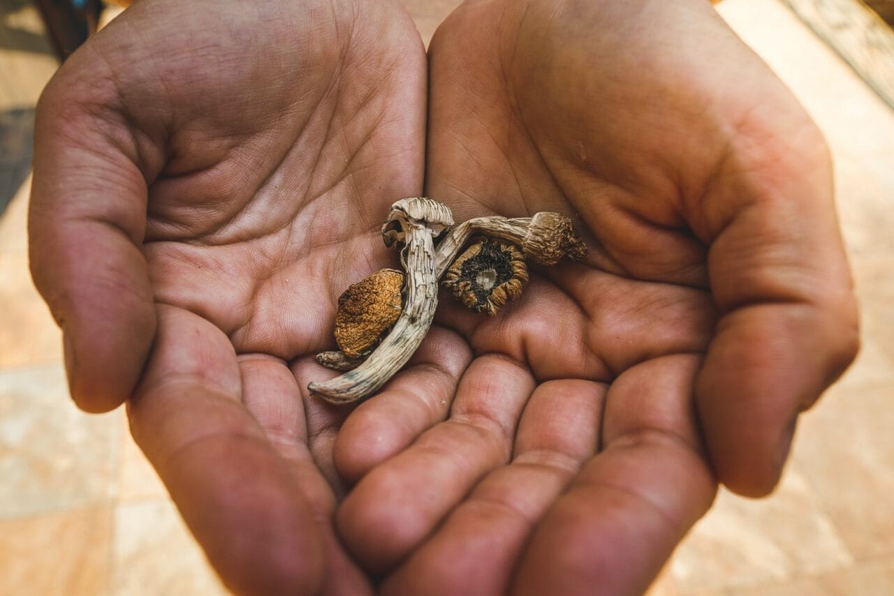 How does the experience with dried mushrooms stack up against other psychedelic substances?
