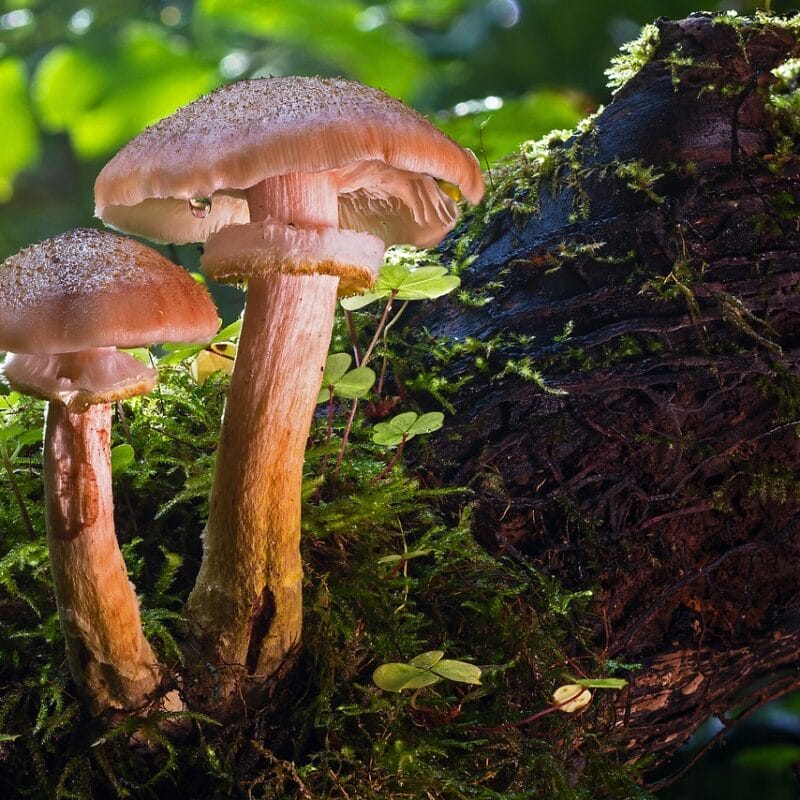 magic mushroom delivery | Shroom Delivery Toronto Canada