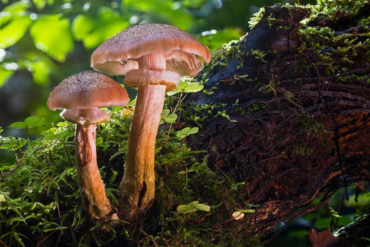 Magic Mushrooms and Psychedelia – Did They Contribute to Our Evolution as a Species?