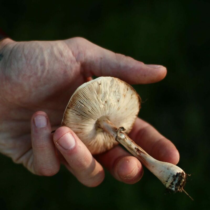 Shrooms | Shroom Delivery Toronto Canada