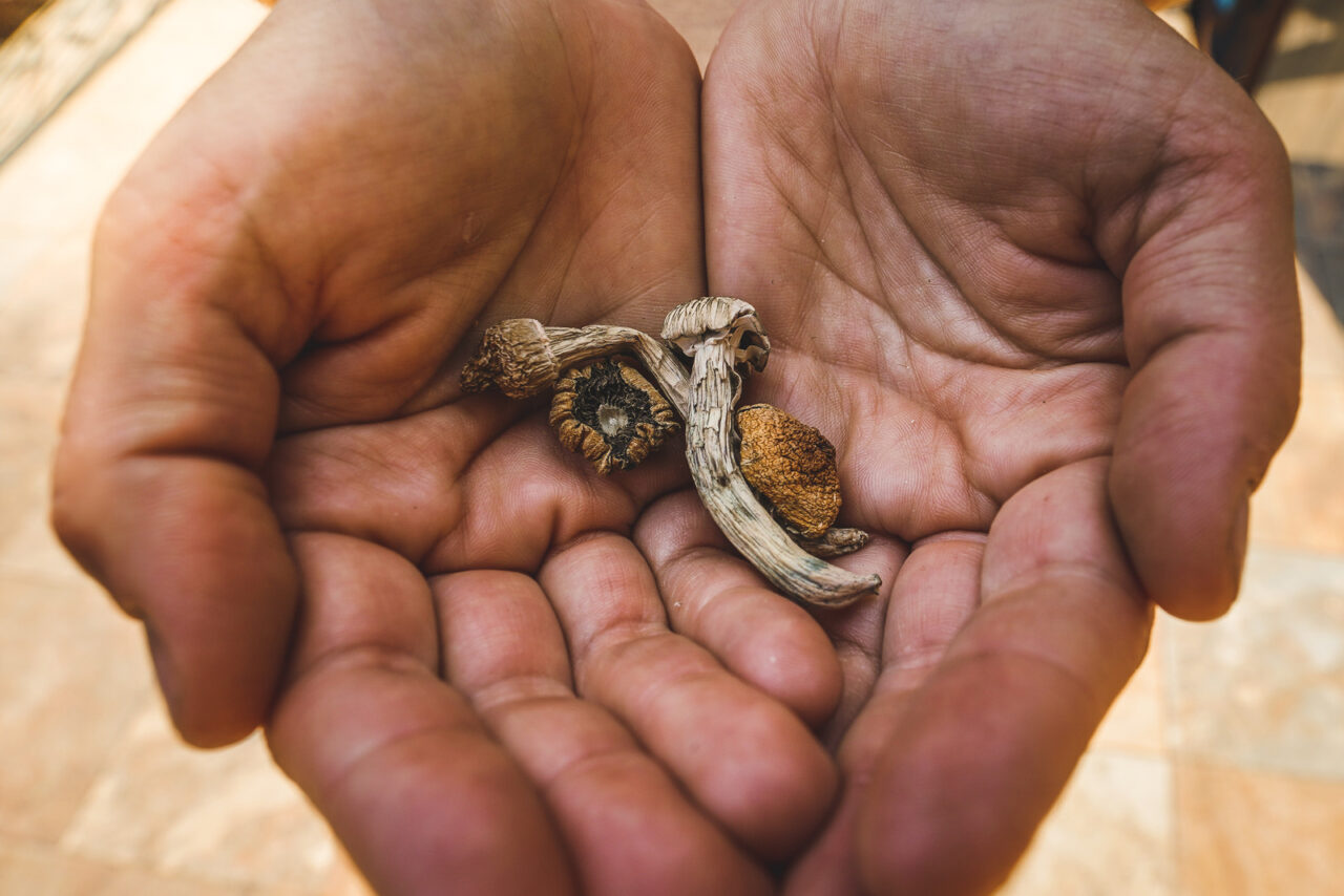 Psilocybin mushroom. Dried hallucinogenic magic mushrooms. Shroomies in hands Dried Shroomies
