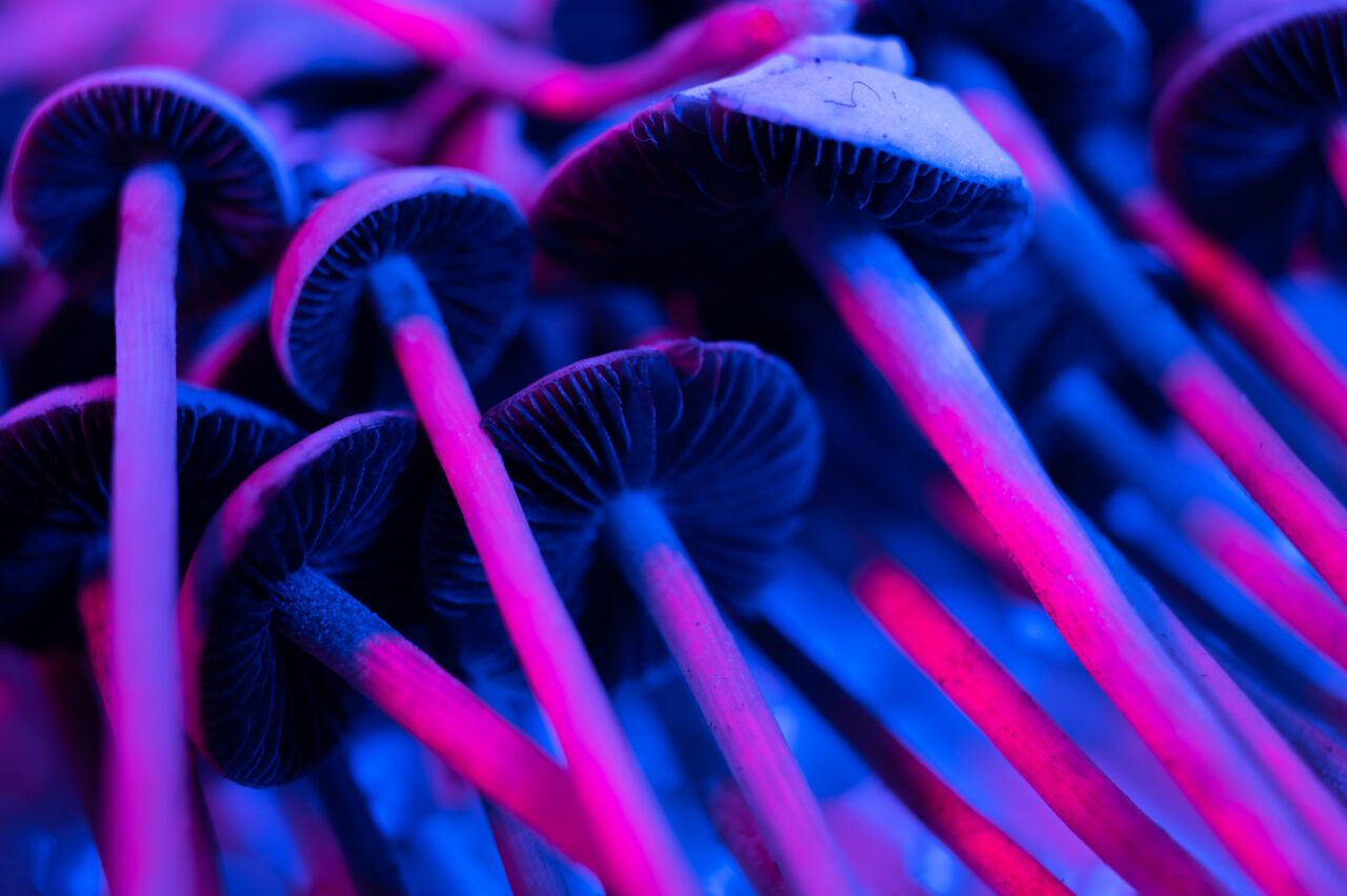 Shroomies edibles in Canada Shroomies edibles