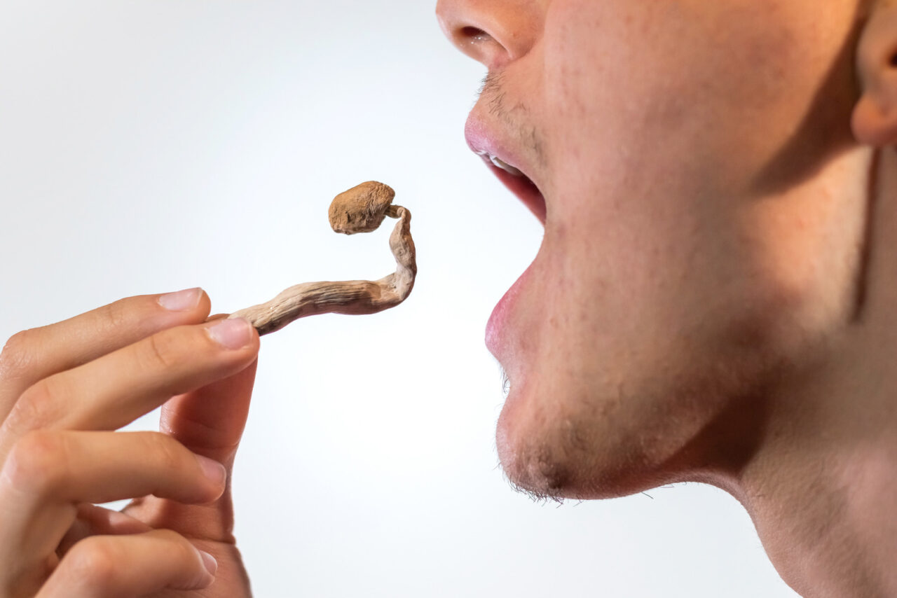 Shroomies edibles shrooms and edibles