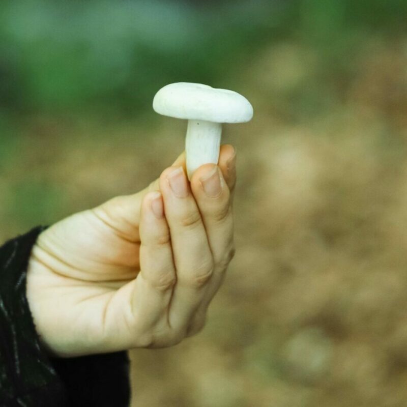 shrooms online in Canada | Shroom Delivery Toronto Canada