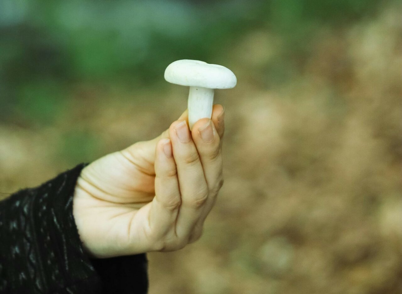 Discover Five Mushroom Categories for Every Psychedelic Aficionado