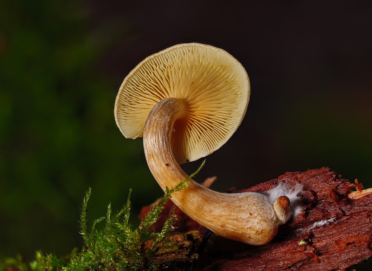 Overview of the Alacabenzi Strain – Essential Knowledge for Users Prior to Their Initial Dosage