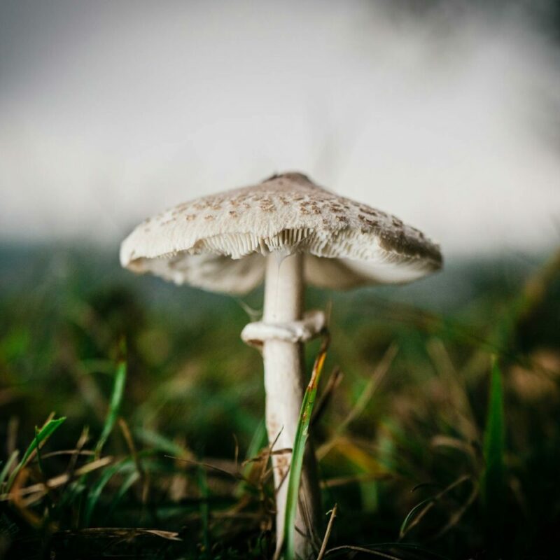 White Monster | Shroom Delivery Toronto Canada