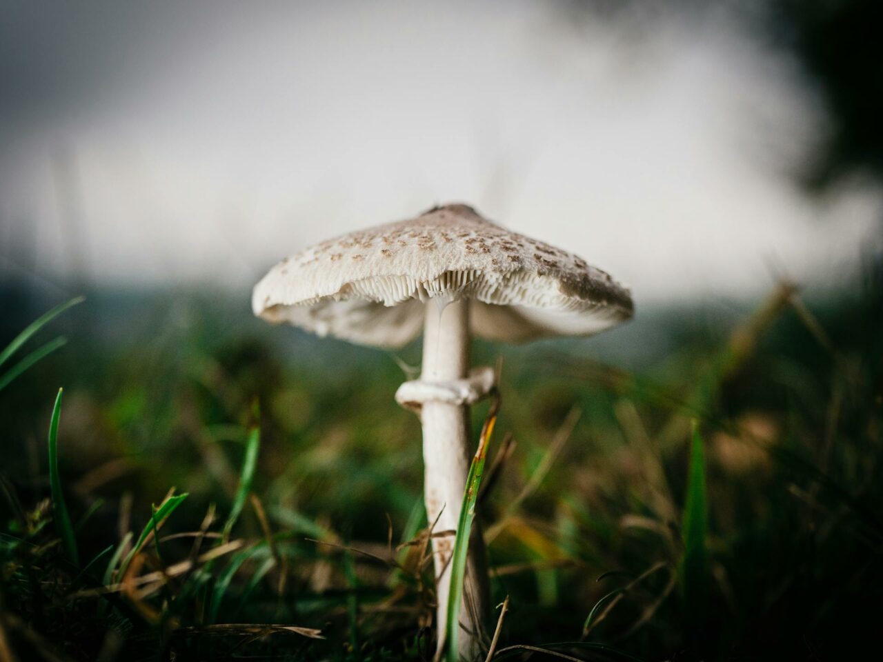 What Complements White Monster Magic Mushrooms to Amplify the Experience?
