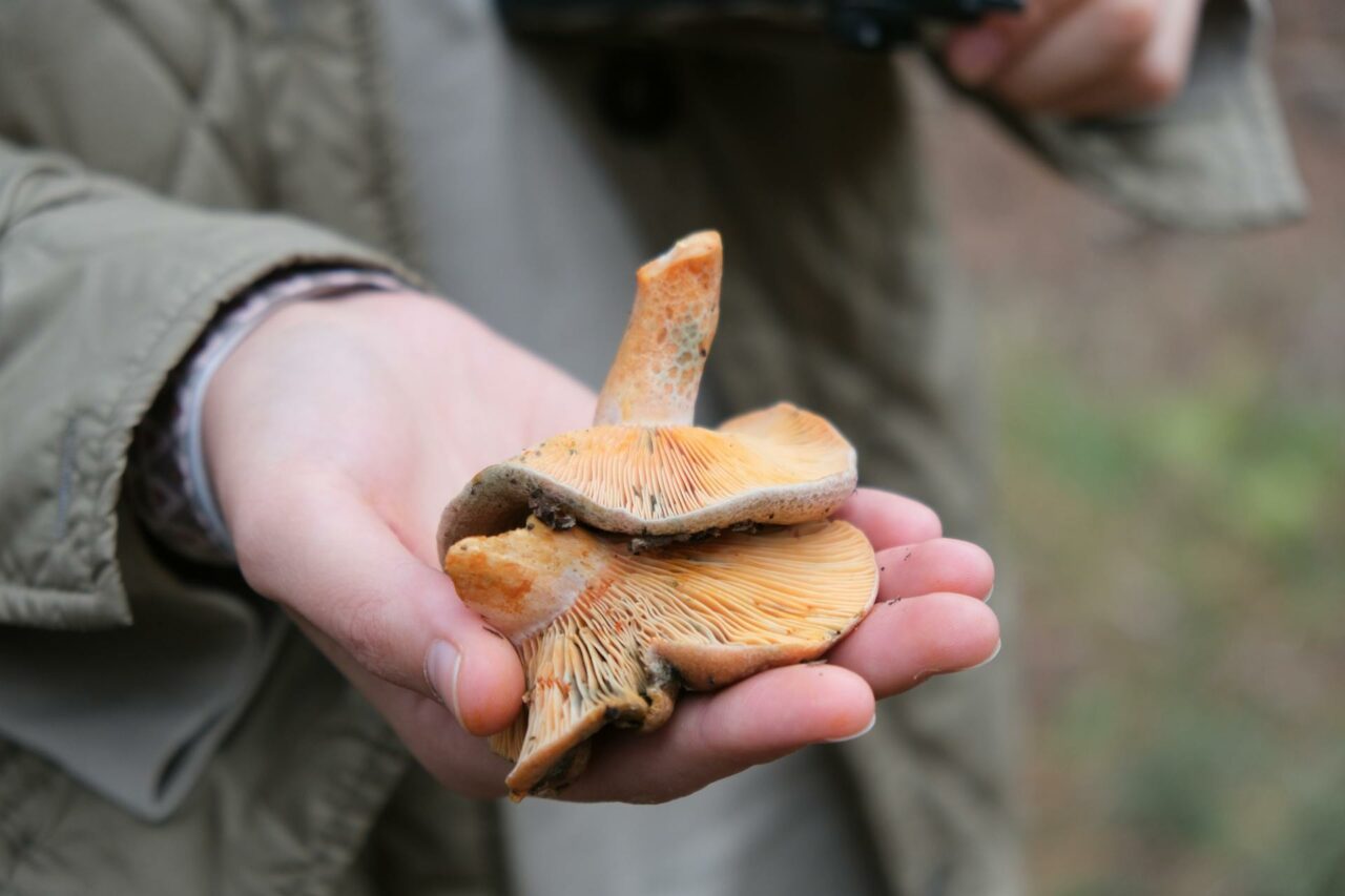 The Reasons Why Apex Strain Mushroom Will Forever Be a Part of My Self-Care Routine