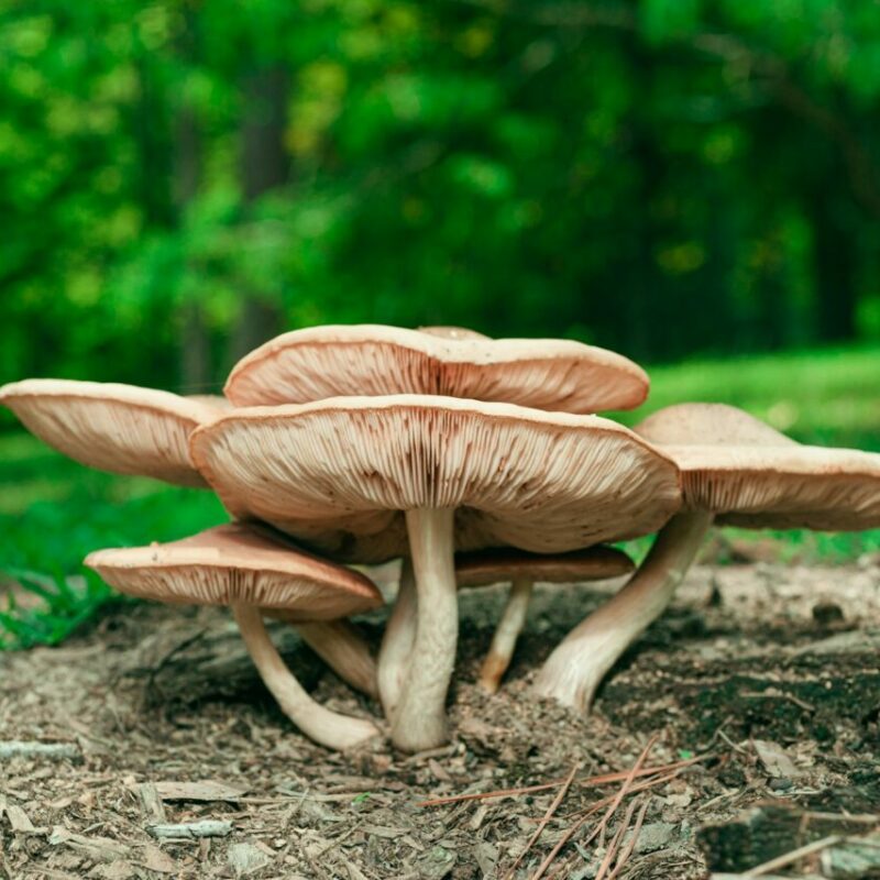 Big Daddy Mushroom | Shroom Delivery Toronto Canada