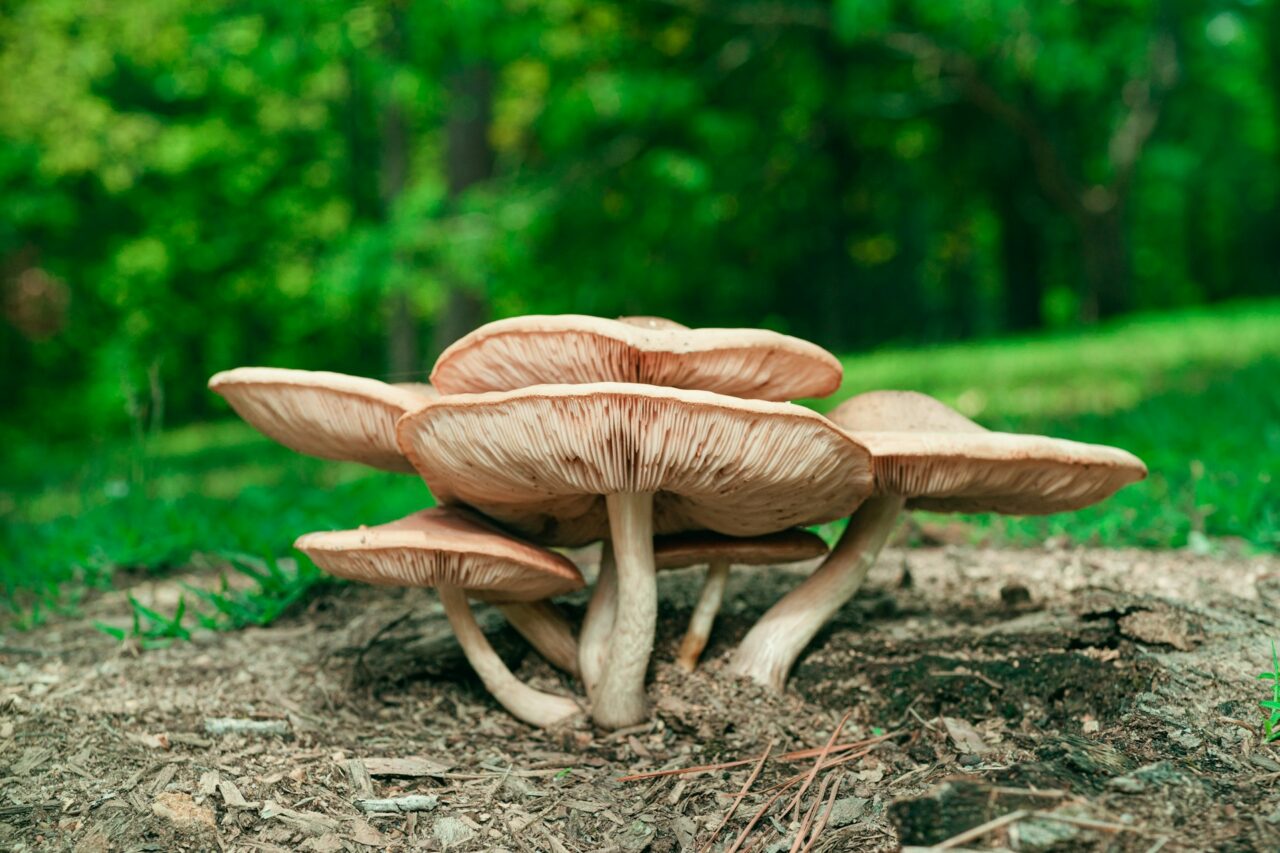 Took the Big Daddy Mushroom on a Hike—Absolutely Recommend, 10/10 Experience