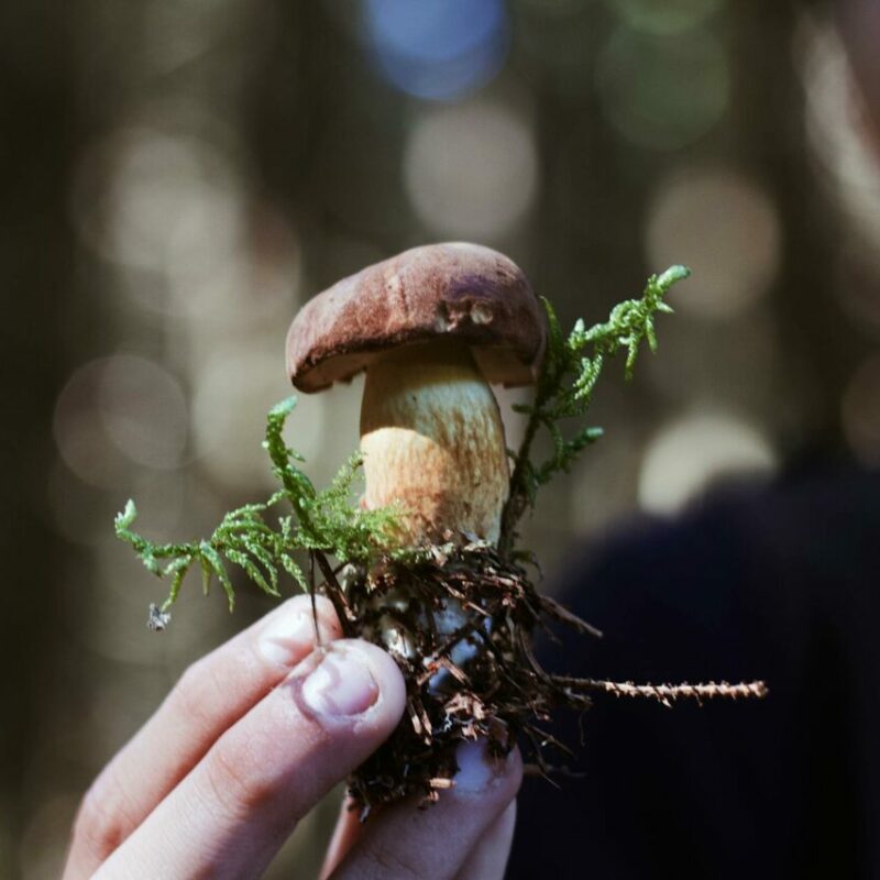 Buy Shrooms | Shroom Delivery Toronto Canada