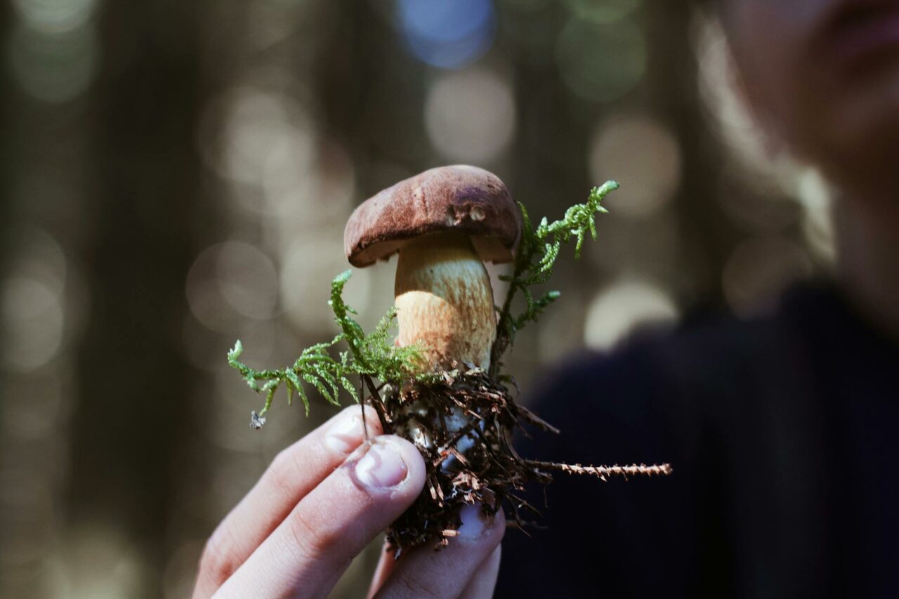 Looking to Purchase Mushrooms Online? A Retired Individual Wishes He Had Tried Psilocybin 45 Years Earlier