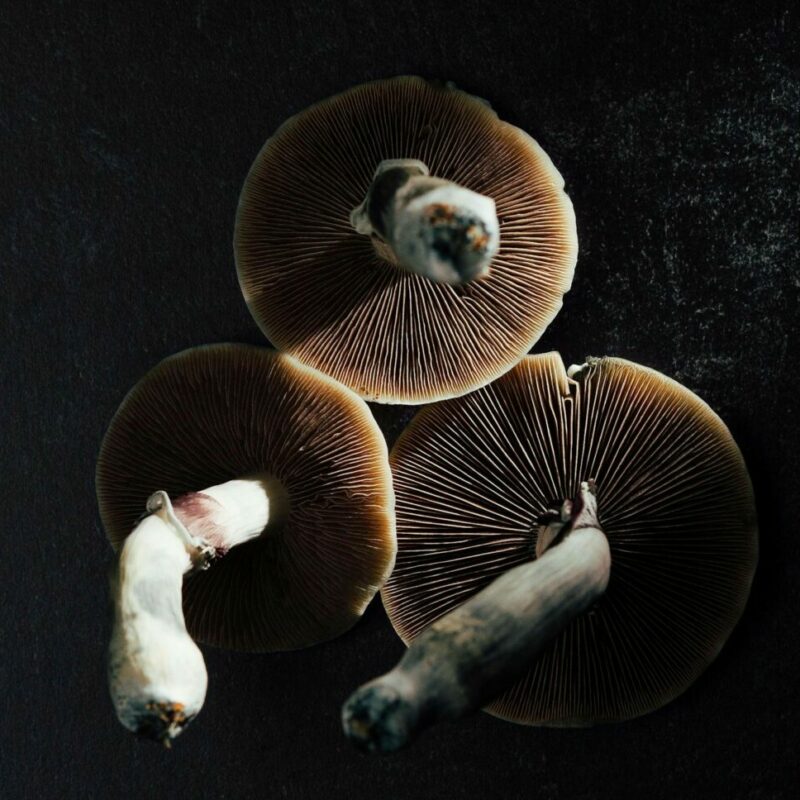 Magic Mushroom Canada | Shroom Delivery Toronto Canada