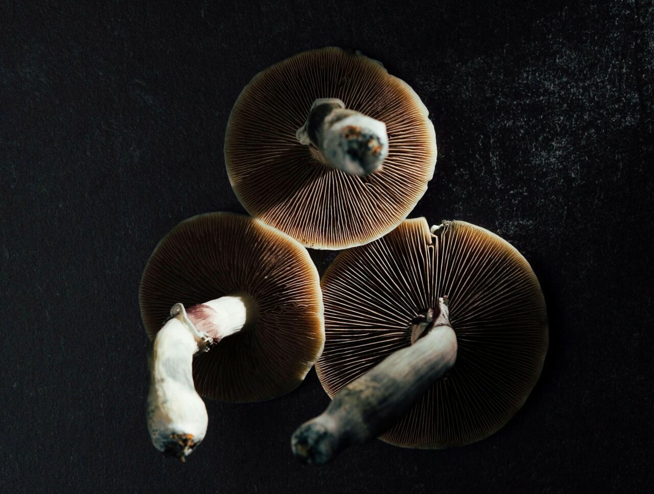 Canada’s Magic Mushroom – Experts Elucidate Why Natural Psilocybin Has a Stronger Impact Than Its Laboratory-Created Counterpart