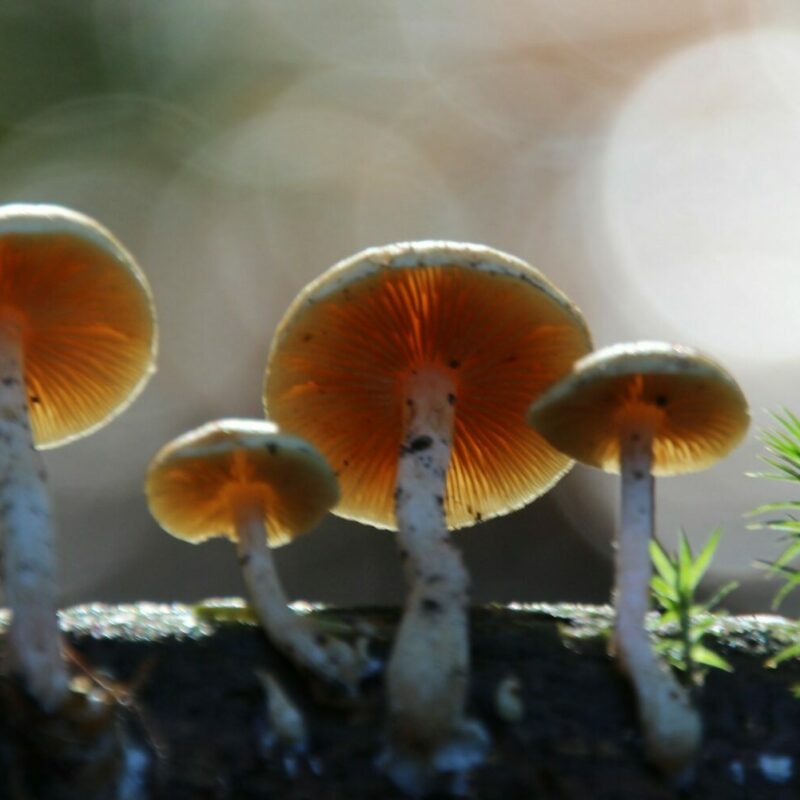 Magic Mushroom Delivery | Shroom Delivery Toronto Canada