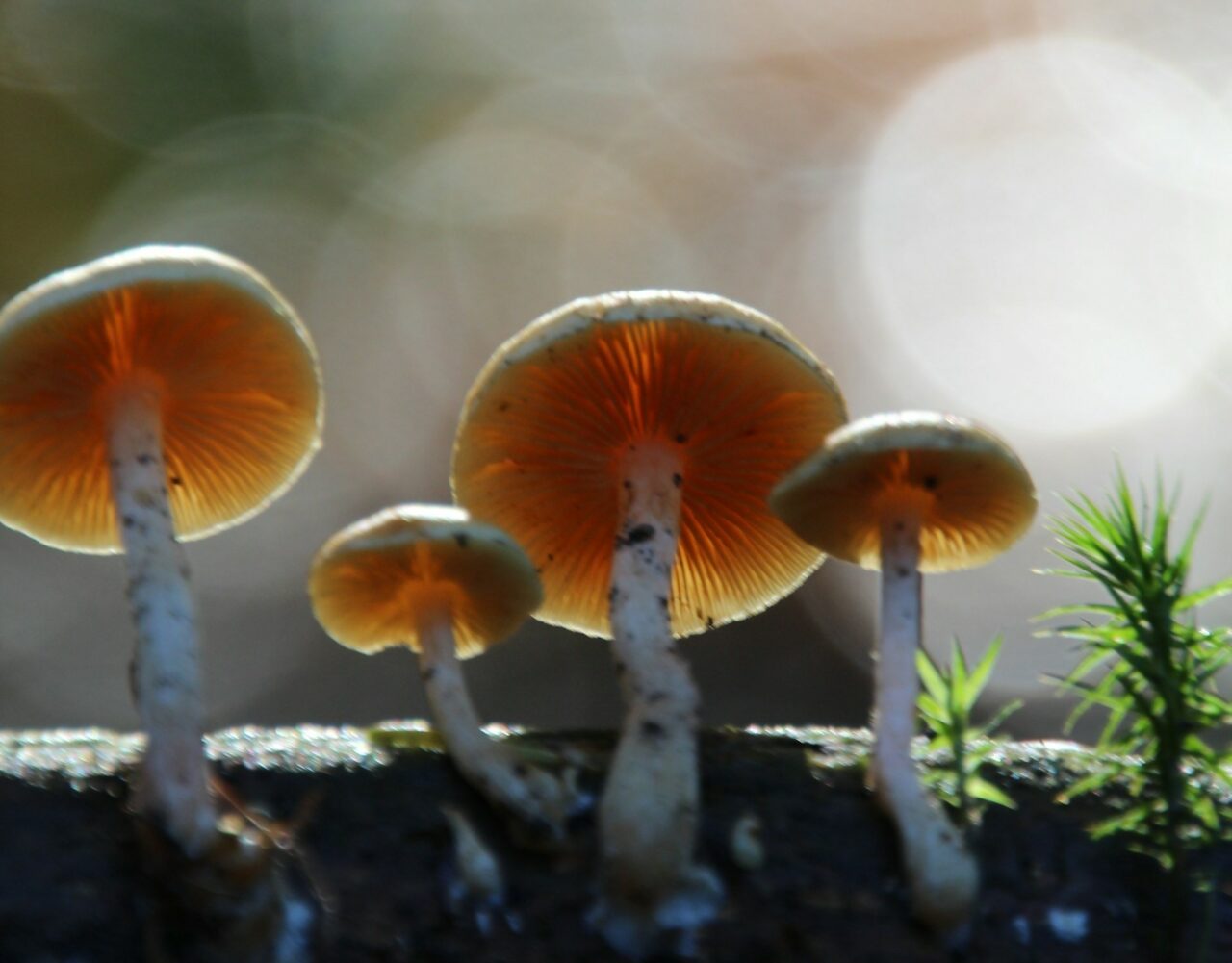 How Delivery of Magic Mushrooms Transformed My Psychedelic Experiences (for the Better)