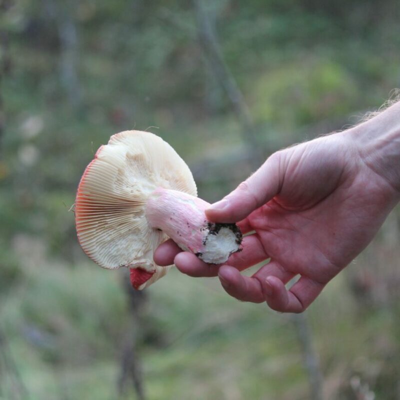 | Shroom Delivery Toronto Canada Magic Mushroom Delivery | Shroom Delivery Toronto Canada