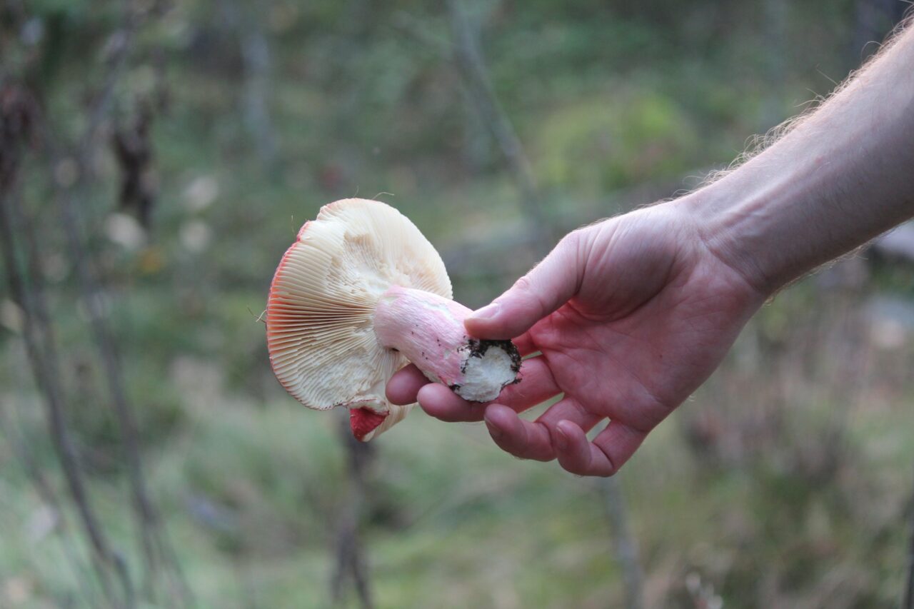 <HTML>

<head>
<title>Assisting Paralyzed Mountain Athletes to Recover with Magic Mushroom Delivery</title>
</head>

<body>
<div class=