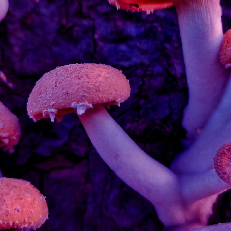 Mushroom Dispensary | Shroom Delivery Toronto Canada