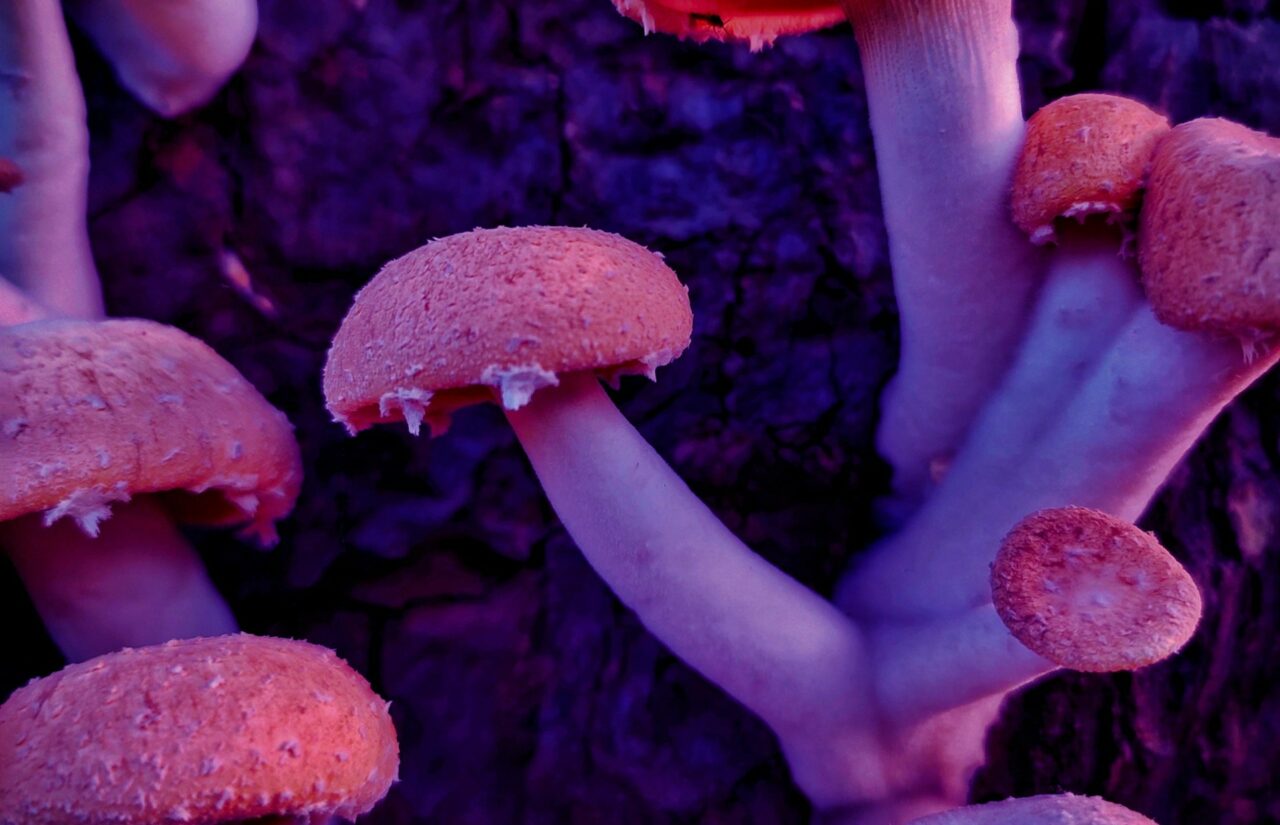 How Psilocybin, Sourced from Mushroom Dispensaries, Could Help Individuals Overcome HIV-Related Stigma by Altering Brain Connections