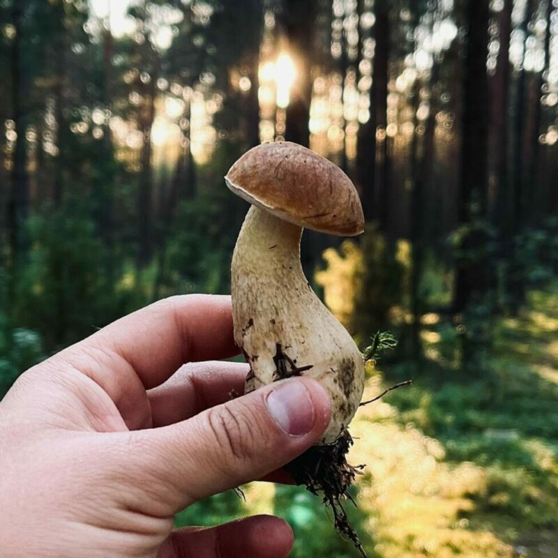 Shrooms Delivery Canada | Shroom Delivery Toronto Canada