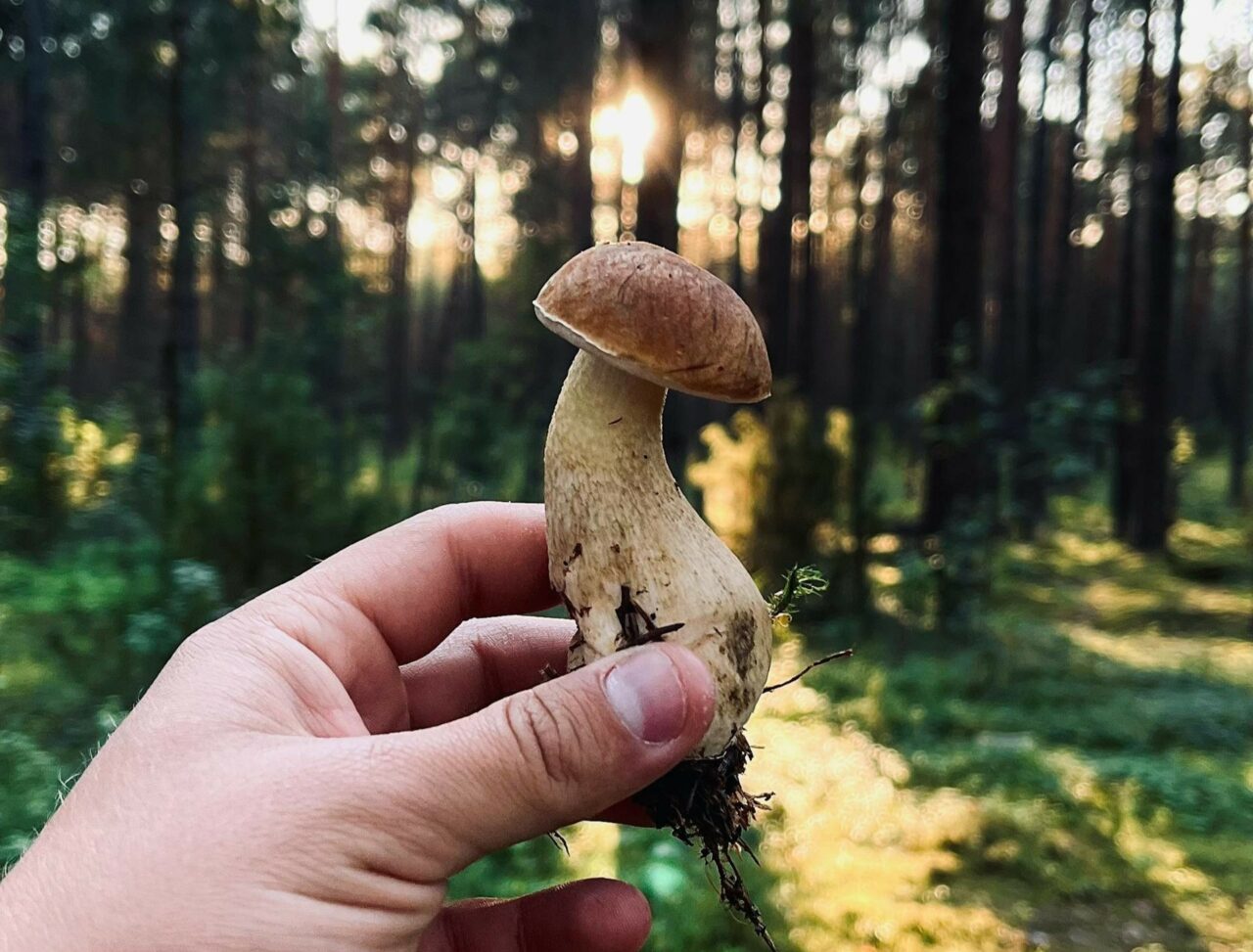 Discover if Psilocybin Surpasses Escitalopram/Esketamine through ShroomsDeliveryCanada