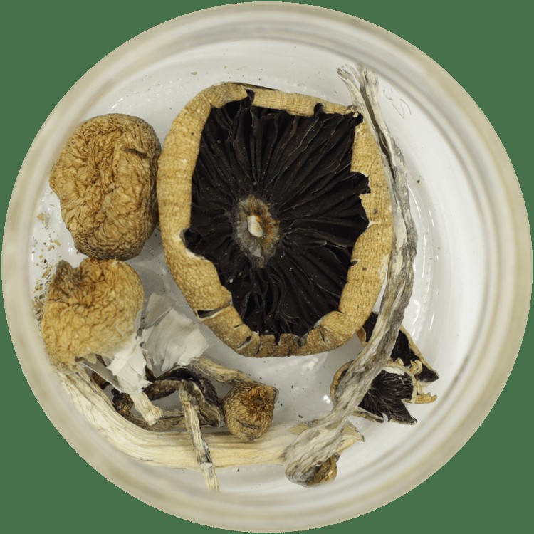  | Shroom Delivery Toronto Canada